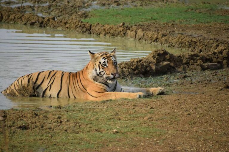 Online Jungle Safari Booking Pench National Park