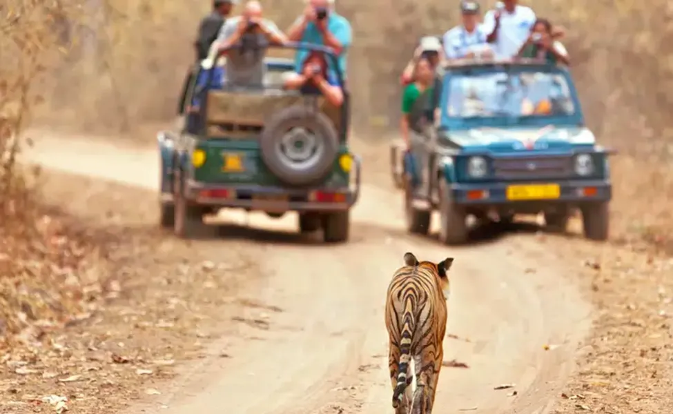 Online Jeep Safari Booking Tadoba National Park