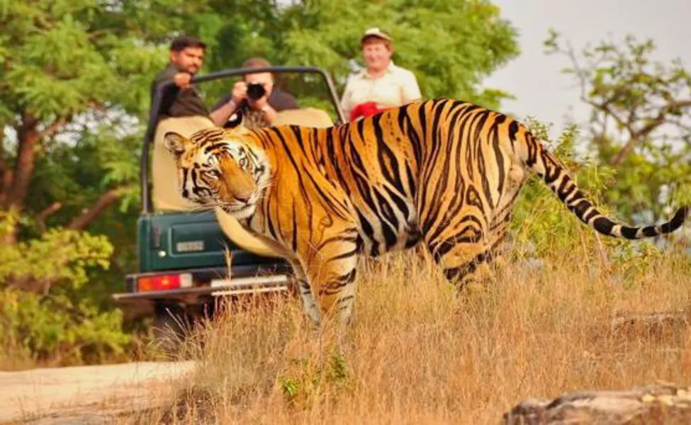 Online Jeep Safari Booking Karhandla National Park