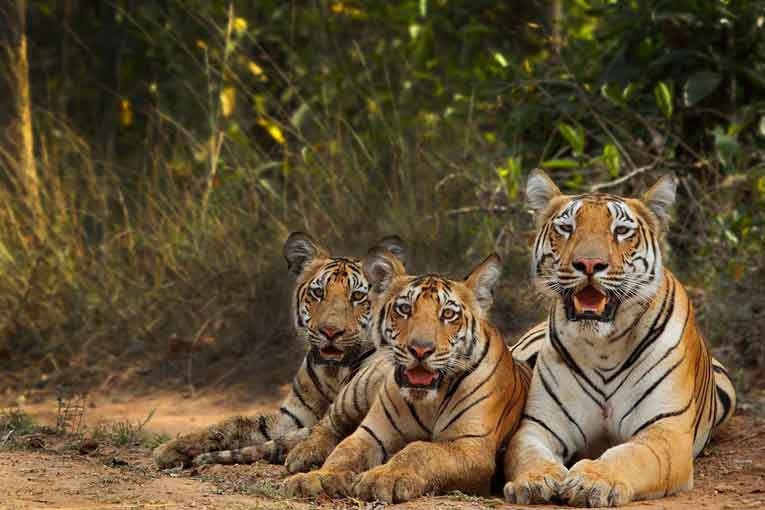 Online Jungle Safari Booking Karhandla National Park