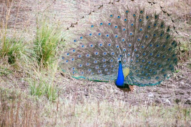 Online Jeep Safari Booking Tadoba National Park