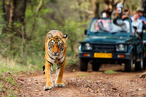 Online Safari Booking Pench National Park