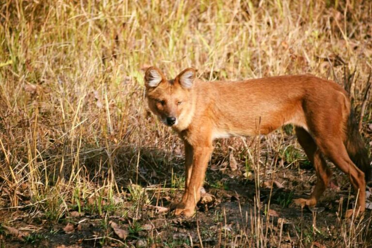 Online Safari Booking Tadoba National Park