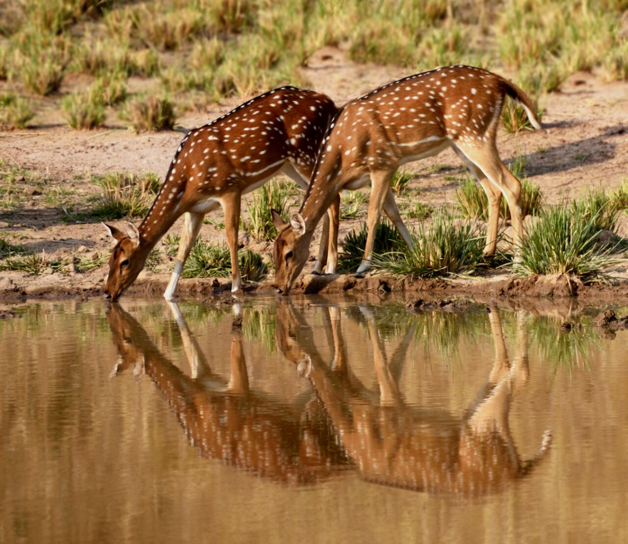 Online Jungle Safari Booking Pench National Park