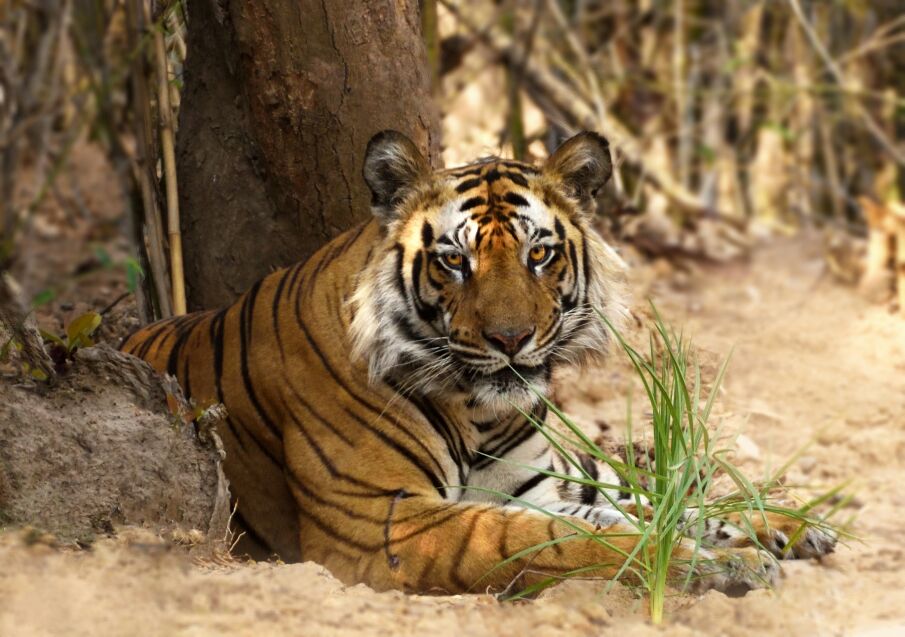 Online Jungle Safari Booking Pench National Park